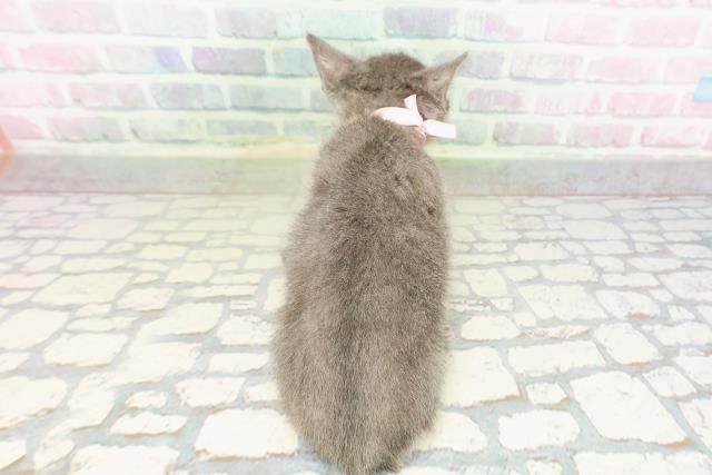 沖縄県のロシアンブルー (Coo&RIKUイーアス沖縄豊崎店/2026年2月22日生まれ/女の子/ブルー)の子猫の4枚目の画像