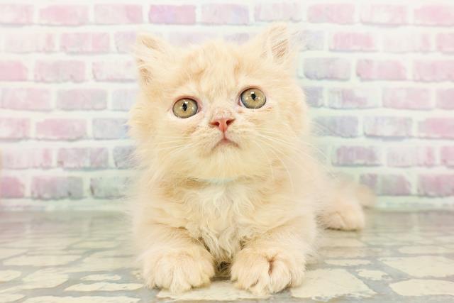 新潟県のミヌエット (Coo&RIKUイオンモール新発田店/2026年2月22日生まれ/男の子/クリームタビー)の子猫