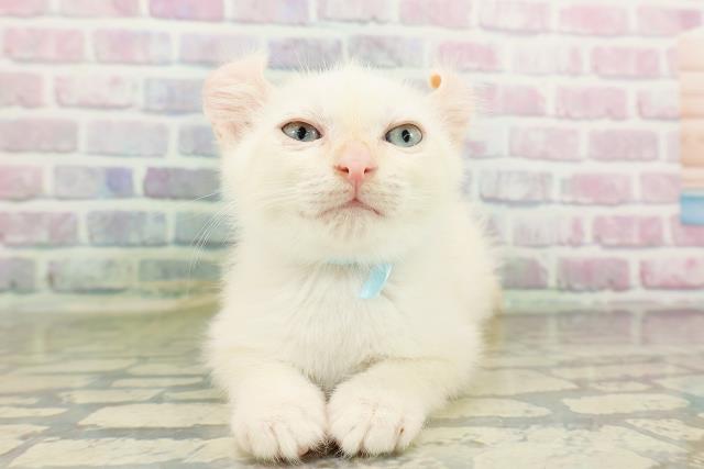 新潟県のアメリカンカール (Coo&RIKU新潟西店/2026年2月20日生まれ/男の子/ホワイト)の子猫の1枚目の画像