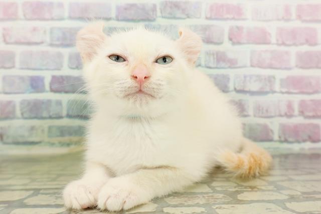 新潟県のアメリカンカール (Coo&RIKU新潟西店/2026年2月20日生まれ/男の子/ホワイト)の子猫の2枚目の画像