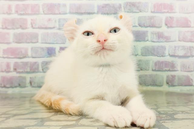 新潟県のアメリカンカール (Coo&RIKU新潟西店/2026年2月20日生まれ/男の子/ホワイト)の子猫の3枚目の画像