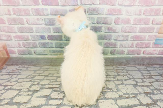 新潟県のアメリカンカール (Coo&RIKU新潟西店/2026年2月20日生まれ/男の子/ホワイト)の子猫の4枚目の画像