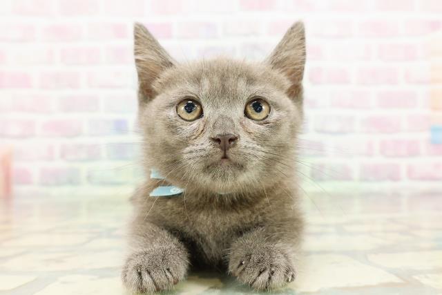 北海道のマンチカン (Coo&RIKU釧路店/2026年2月17日生まれ/男の子/ブルー)の子猫