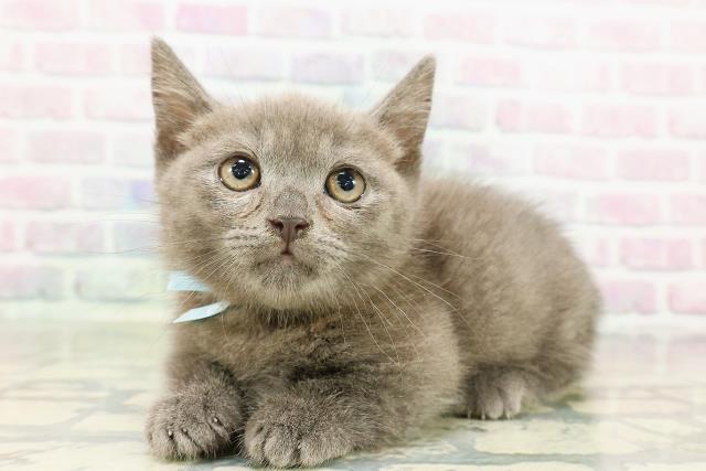 北海道のマンチカン (Coo&RIKU釧路店/2026年2月17日生まれ/男の子/ブルー)の子猫の2枚目の画像