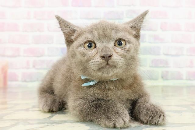 北海道のマンチカン (Coo&RIKU釧路店/2026年2月17日生まれ/男の子/ブルー)の子猫の3枚目の画像