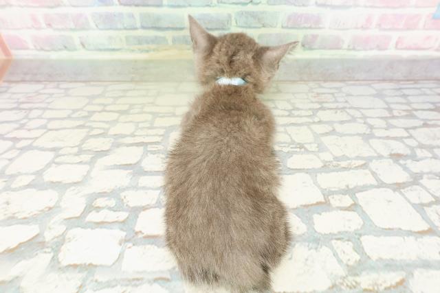 北海道のマンチカン (Coo&RIKU釧路店/2026年2月17日生まれ/男の子/ブルー)の子猫の4枚目の画像