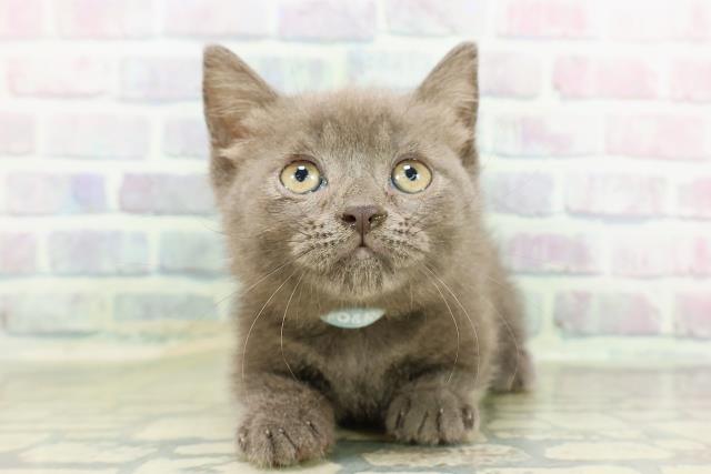 北海道のマンチカン (Coo&RIKU帯広店/2026年2月17日生まれ/男の子/ブルー)の子猫