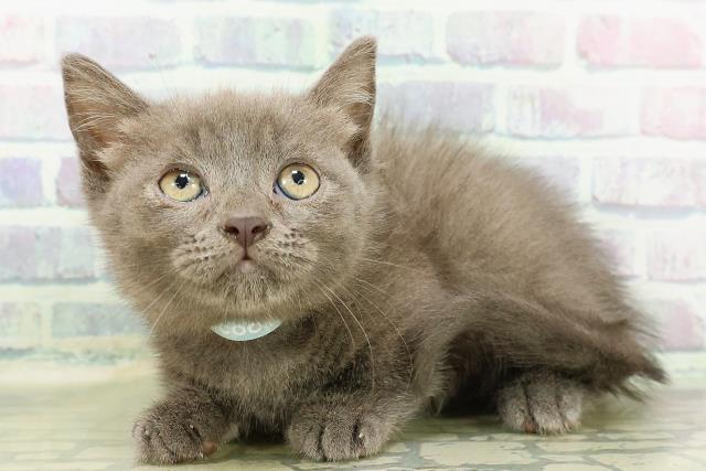 北海道のマンチカン (Coo&RIKU帯広店/2026年2月17日生まれ/男の子/ブルー)の子猫の2枚目の画像