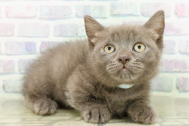 北海道のマンチカン (Coo&RIKU帯広店/2026年2月17日生まれ/男の子/ブルー)の子猫の3枚目の画像