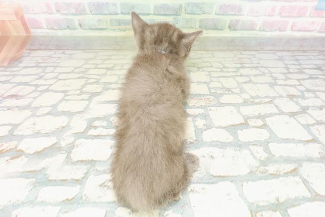 北海道のマンチカン (Coo&RIKU帯広店/2026年2月17日生まれ/男の子/ブルー)の子猫の4枚目の画像