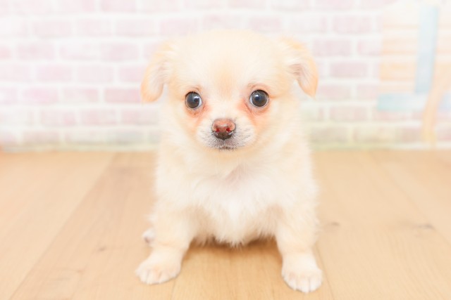 宮城県のチワワ(ロング) (Coo&RIKU石巻店/2026年2月23日生まれ/男の子/クリームホワイト)の子犬の1枚目の画像