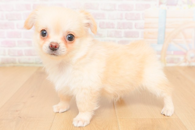 宮城県のチワワ(ロング) (Coo&RIKU石巻店/2026年2月23日生まれ/男の子/クリームホワイト)の子犬の2枚目の画像