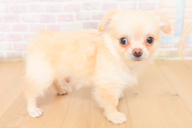宮城県のチワワ(ロング) (Coo&RIKU石巻店/2026年2月23日生まれ/男の子/クリームホワイト)の子犬の3枚目の画像