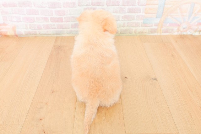 宮城県のチワワ(ロング) (Coo&RIKU石巻店/2026年2月23日生まれ/男の子/クリームホワイト)の子犬の4枚目の画像