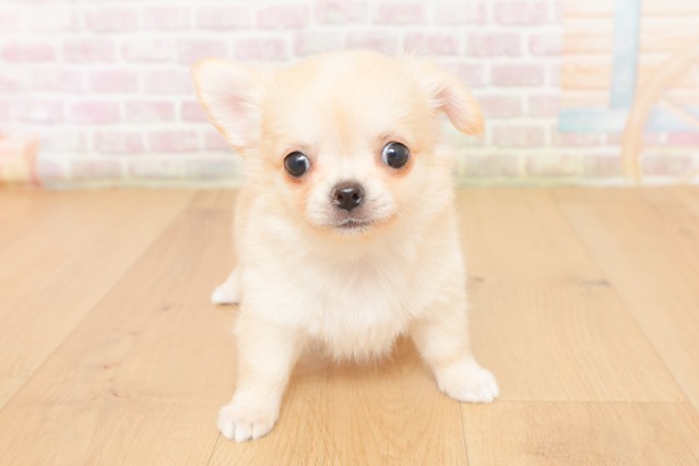 チワワ（ロングコート）