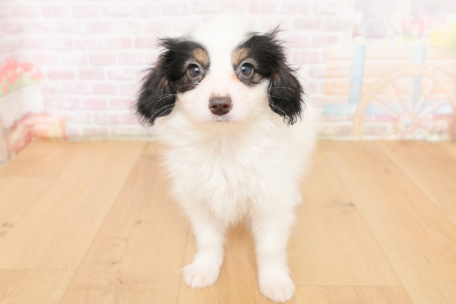 福島県のパピヨン (Coo&RIKU福島店/2026年2月24日生まれ/男の子/トライカラー)の子犬の1枚目の画像