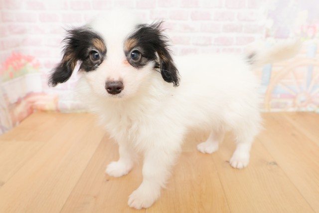 福島県のパピヨン (Coo&RIKU福島店/2026年2月24日生まれ/男の子/トライカラー)の子犬の2枚目の画像