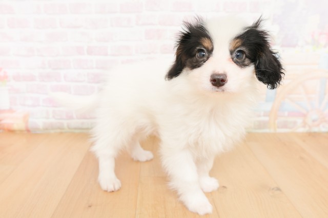 福島県のパピヨン (Coo&RIKU福島店/2026年2月24日生まれ/男の子/トライカラー)の子犬の3枚目の画像