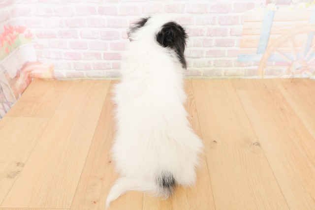 福島県のパピヨン (Coo&RIKU福島店/2026年2月24日生まれ/男の子/トライカラー)の子犬の4枚目の画像