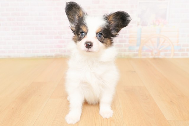 宮城県のパピヨン (Coo&RIKU仙台太白店/2026年2月24日生まれ/男の子/トライカラー)の子犬の1枚目の画像