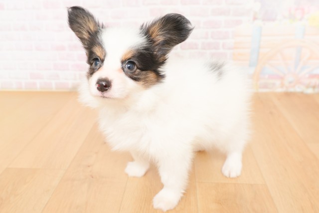 宮城県のパピヨン (Coo&RIKU仙台太白店/2026年2月24日生まれ/男の子/トライカラー)の子犬の2枚目の画像