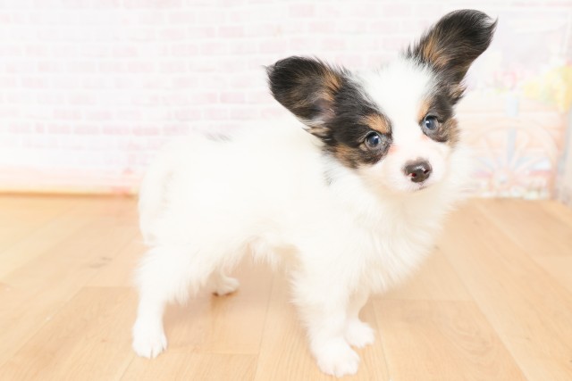 宮城県のパピヨン (Coo&RIKU仙台太白店/2026年2月24日生まれ/男の子/トライカラー)の子犬の3枚目の画像