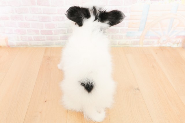 宮城県のパピヨン (Coo&RIKU仙台太白店/2026年2月24日生まれ/男の子/トライカラー)の子犬の4枚目の画像