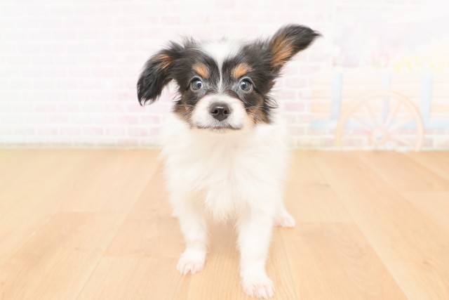 宮城県のパピヨン (Coo&RIKUイオンタウン古川店/2026年2月24日生まれ/男の子/トライカラー)の子犬