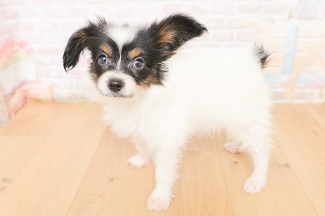 宮城県のパピヨン (Coo&RIKUイオンタウン古川店/2026年2月24日生まれ/男の子/トライカラー)の子犬の2枚目の画像