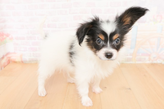 宮城県のパピヨン (Coo&RIKUイオンタウン古川店/2026年2月24日生まれ/男の子/トライカラー)の子犬の3枚目の画像