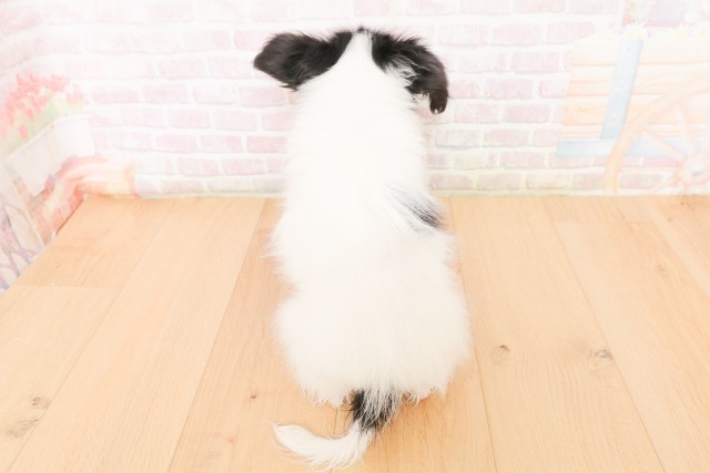 宮城県のパピヨン (Coo&RIKUイオンタウン古川店/2026年2月24日生まれ/男の子/トライカラー)の子犬の4枚目の画像