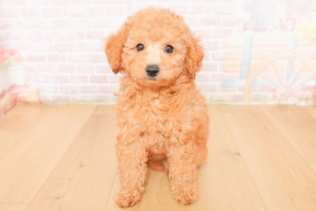 トイ・プードル