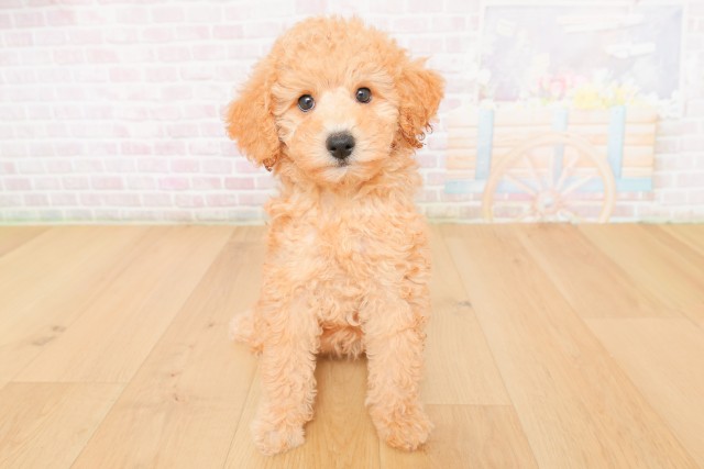 トイ・プードル