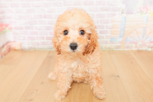 トイ・プードル