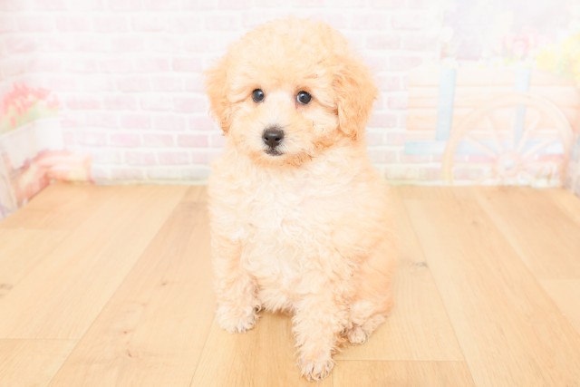 トイ・プードル
