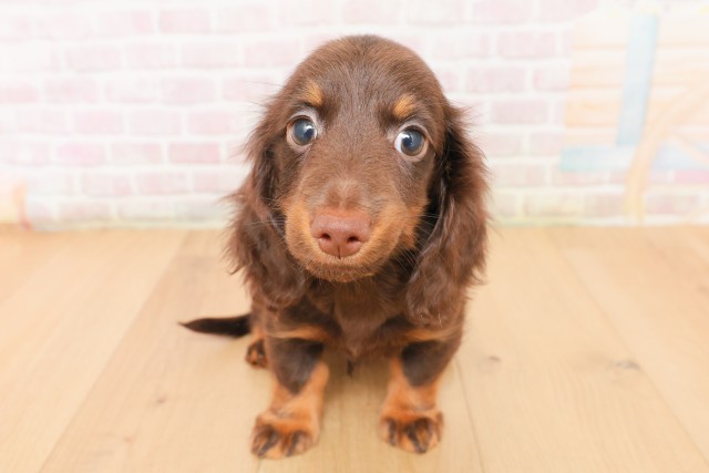 福島県のミニチュアダックスフンド(ロング) (Coo&RIKU郡山店/2026年2月27日生まれ/男の子/チョコレートタン)の子犬の1枚目の画像