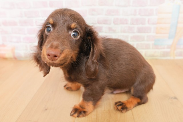 福島県のミニチュアダックスフンド(ロング) (Coo&RIKU郡山店/2026年2月27日生まれ/男の子/チョコレートタン)の子犬の2枚目の画像