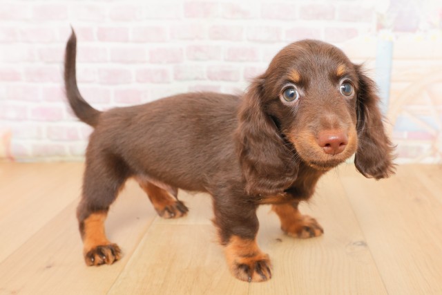 福島県のミニチュアダックスフンド(ロング) (Coo&RIKU郡山店/2026年2月27日生まれ/男の子/チョコレートタン)の子犬の3枚目の画像