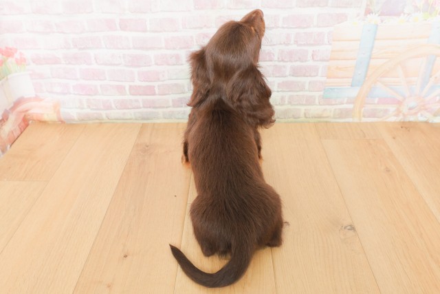 福島県のミニチュアダックスフンド(ロング) (Coo&RIKU郡山店/2026年2月27日生まれ/男の子/チョコレートタン)の子犬の4枚目の画像