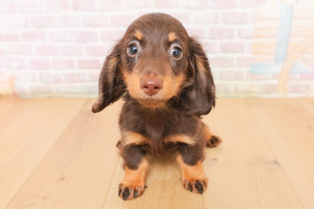 宮城県のミニチュアダックスフンド(ロング) (Coo&RIKUイオンタウン古川店/2026年2月27日生まれ/女の子/チョコレートタン)の子犬