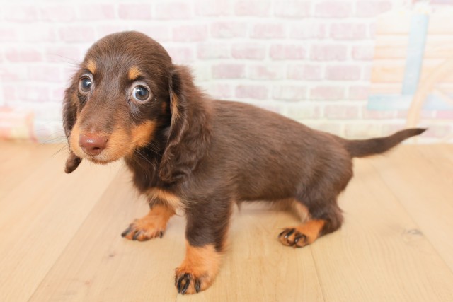 宮城県のミニチュアダックスフンド(ロング) (Coo&RIKUイオンタウン古川店/2026年2月27日生まれ/女の子/チョコレートタン)の子犬の2枚目の画像