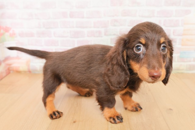 宮城県のミニチュアダックスフンド(ロング) (Coo&RIKUイオンタウン古川店/2026年2月27日生まれ/女の子/チョコレートタン)の子犬の3枚目の画像
