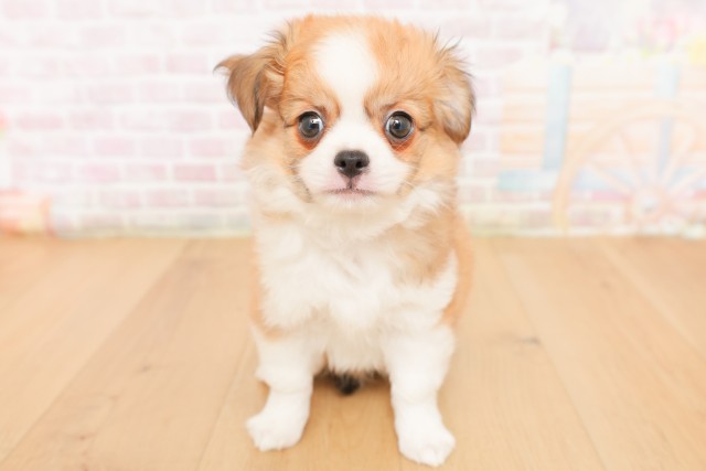 福島県のチワワ(ロング) (Coo&RIKU福島店/2026年2月28日生まれ/男の子/レッドホワイト)の子犬の1枚目の画像