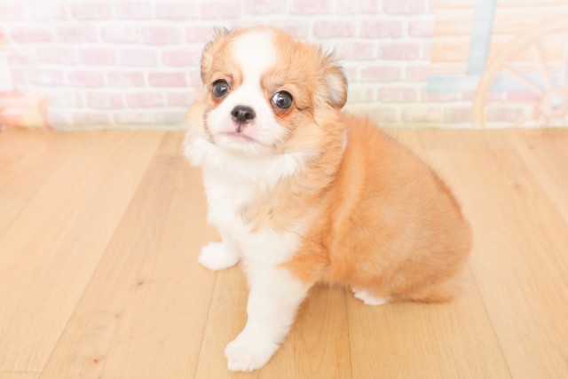 福島県のチワワ(ロング) (Coo&RIKU福島店/2026年2月28日生まれ/男の子/レッドホワイト)の子犬の2枚目の画像