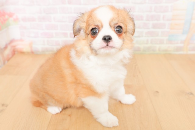 福島県のチワワ(ロング) (Coo&RIKU福島店/2026年2月28日生まれ/男の子/レッドホワイト)の子犬の3枚目の画像