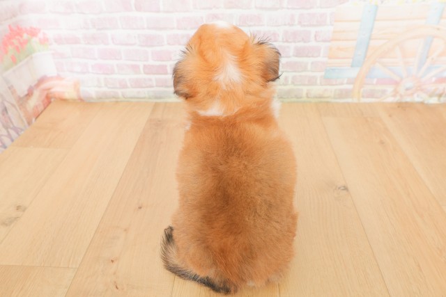 福島県のチワワ(ロング) (Coo&RIKU福島店/2026年2月28日生まれ/男の子/レッドホワイト)の子犬の4枚目の画像