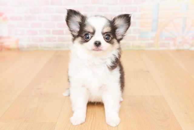 青森県のチワワ(ロング) (Coo&RIKU八戸店/2026年2月28日生まれ/男の子/ブラックタンホワイト)の子犬の1枚目の画像