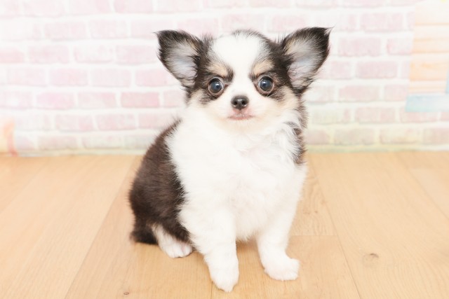 青森県のチワワ(ロング) (Coo&RIKU八戸店/2026年2月28日生まれ/男の子/ブラックタンホワイト)の子犬の3枚目の画像