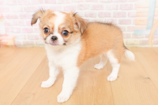 青森県のチワワ(ロング) (Coo&RIKU弘前店/2026年2月28日生まれ/女の子/レッドホワイト)の子犬の2枚目の画像