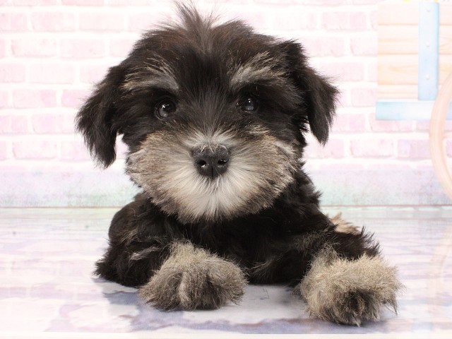 ミニチュア・シュナウザー